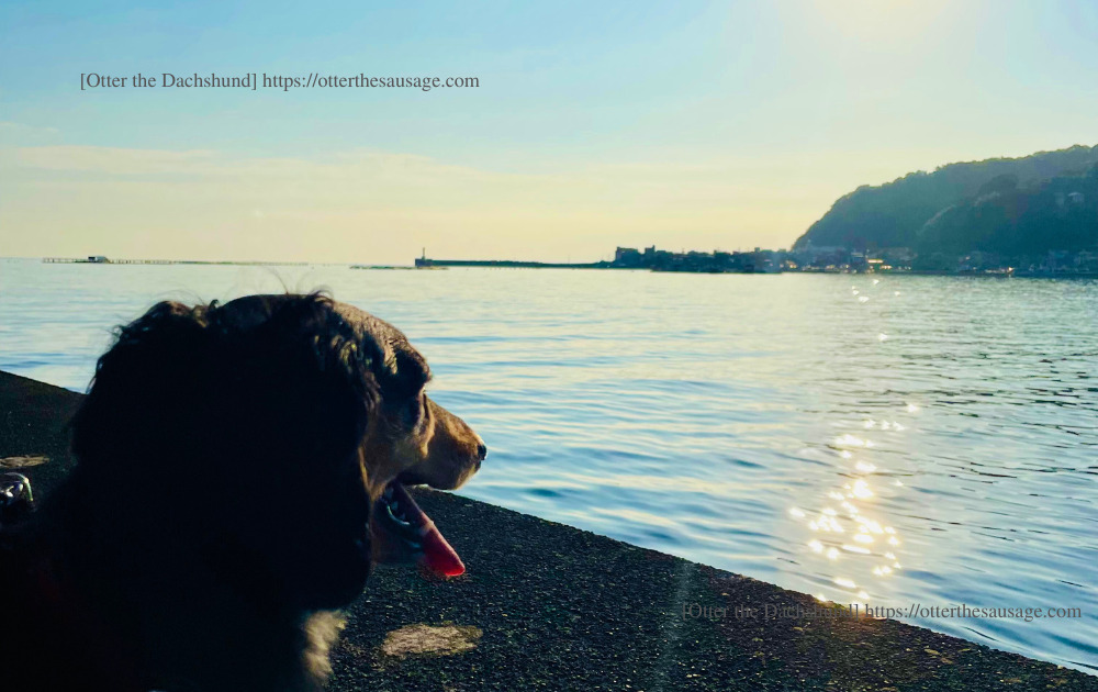 photo_Otter the Dachshund_travel with dogs_shizuoka_atami_ajiro-doggy-paths_網代_犬連れ旅行_犬と旅行_オッターと相模湾
